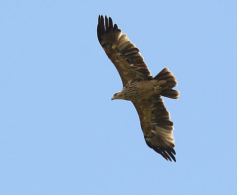 Eastern imperial eagle Took a shot at this bird on a camping site in Tiszagyenda Hongary. Aquila heliaca,Eastern imperial eagle,Geotagged,Hungary,Spring