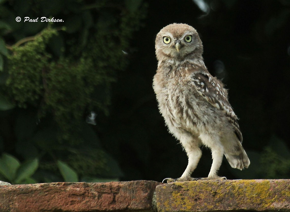 Little owl This little beauty, posed on a wall and almost asking &#039;plz take my photo&#039;<br />
this is a juvenile. Athene noctua,Geotagged,Little  Owl,Netherlands,Summer