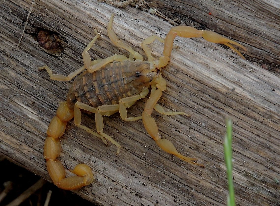 Scorpion from Lesvos Greece.  Mesobuthus gibbosus This one was on my wishlist, because I always wanted to see one in the wild, and never seen one, until now, me happy. Geotagged,Greece,Mesobuthus gibbosus,Spring
