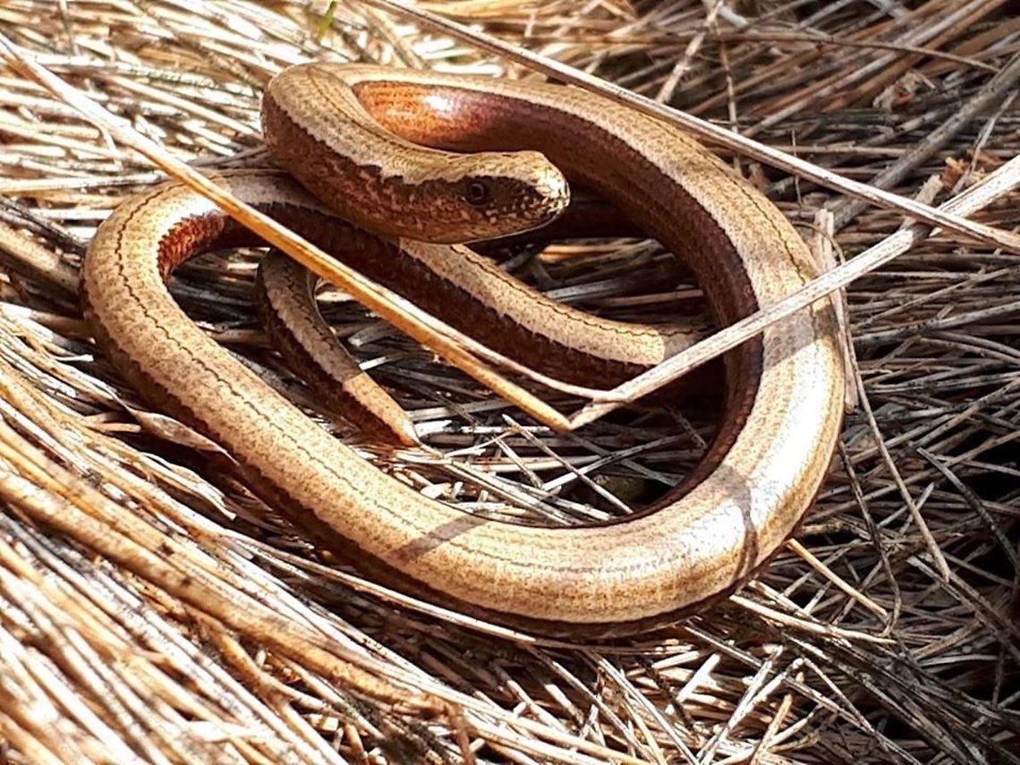 Blindworm of slow-worm Looking for beetles that day, didn&#039;t expect to see this one. Anguis fragilis,Geotagged,Netherlands,Slow worm