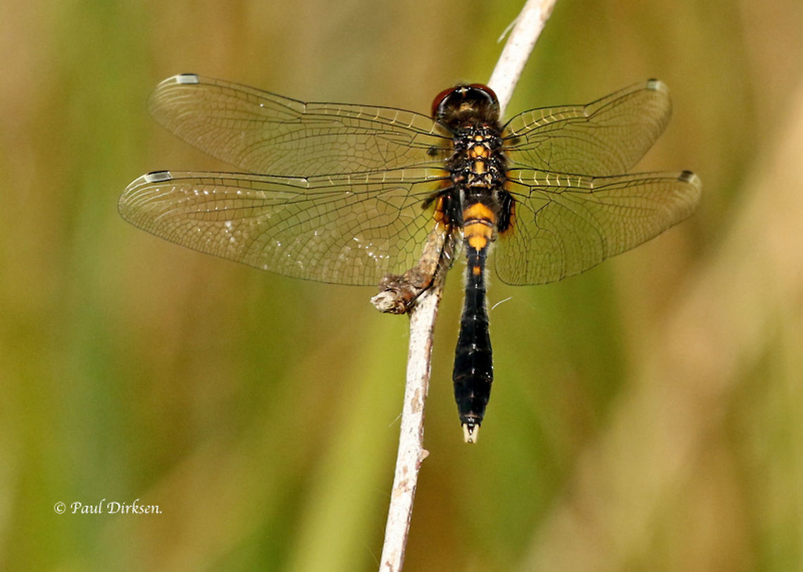 Lilypad white faced darter This is a fresh specimen, if they get older, they become black and blue, this is a rare dragonfly for the Netherlands Geotagged,Leucorrhinia caudalis,Lilypad whiteface,Netherlands,Spring