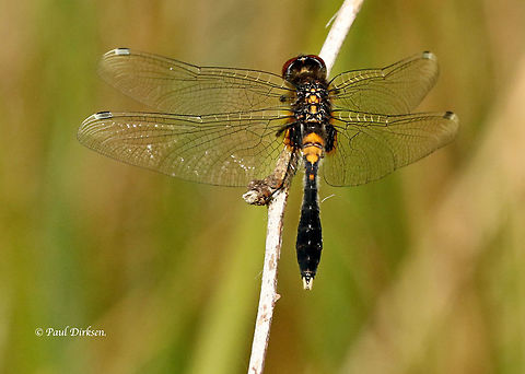 Lilypad white faced darter This is a fresh specimen, if they get older, they become black and blue, this is a rare dragonfly for the Netherlands Geotagged,Leucorrhinia caudalis,Lilypad whiteface,Netherlands,Spring