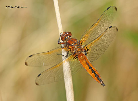 Blue chaser This is a fresh specimen, if they get older they will become black and blue, with blue eyes.
Immature male Libellula fulva Geotagged,Libellula fulva,Netherlands,Scarce chaser,Spring
