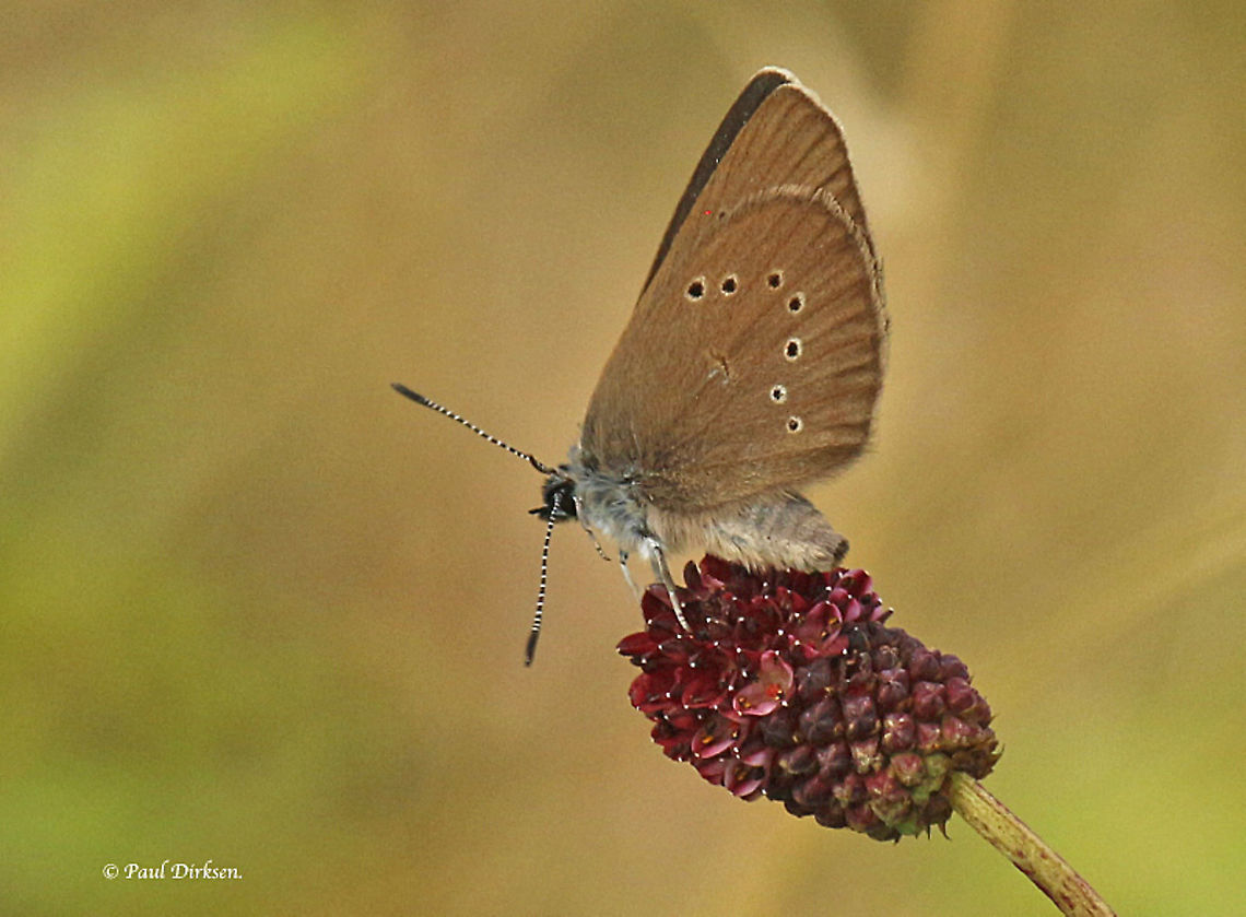 Dusky Large Blue A very rare butterfly, There&#039;s just ONE place to find them in the Netherlands, and that&#039;s in the Limburg province. Dusky large blue,Phengaris nausithous