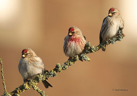 Common Redpoll spotted in an industrial area in Arnhem the Netherlands, not just three but about 40 of them, me happy again. Acanthis flammea,Common redpoll,Geotagged,Netherlands,Winter