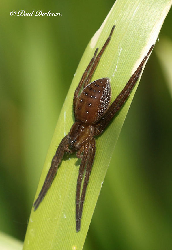 Raft Spider Found this beauty at the edge of a ditch in Boxtel the Netherlands. Dolomedes plantarius,Great raft spider