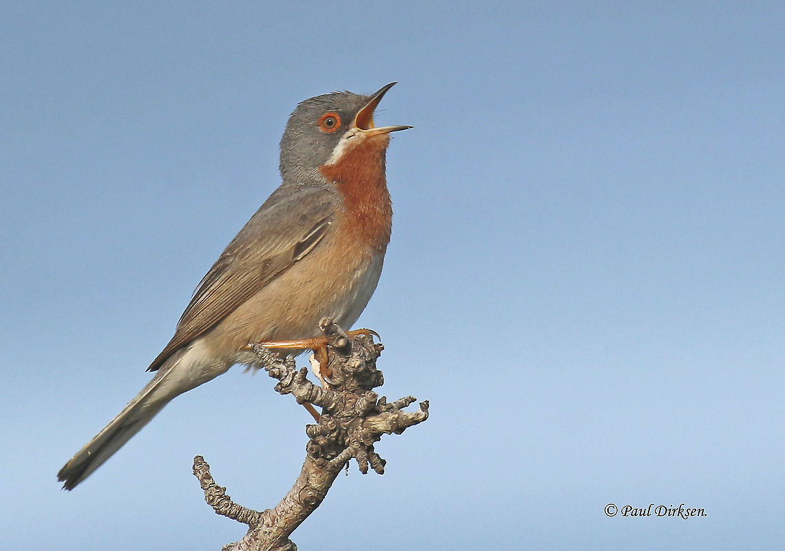 Subalpine Warbler. This bird perched next to my car on this whimsical twig, and sang his little longs out. all this happened at Kavaki Lesvos Greece. Geotagged,Greece,Spring,Subalpine warbler,Sylvia cantillans