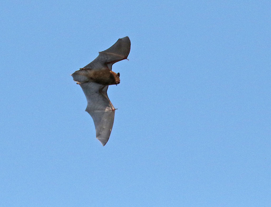 Noctule. First I thought is was a tailless bird, but it flew so fluttery, after I took my photo I saw it was a bat, in broad daylight . Common noctule,Geotagged,Netherlands,Nyctalus noctula,Spring