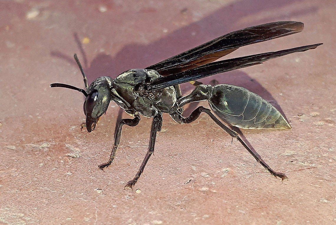Warrior wasp Came to visit me in my backyard when I stayed in Paramaribo Suriname Geotagged,Spring,Suriname,Synoeca septentrionalis