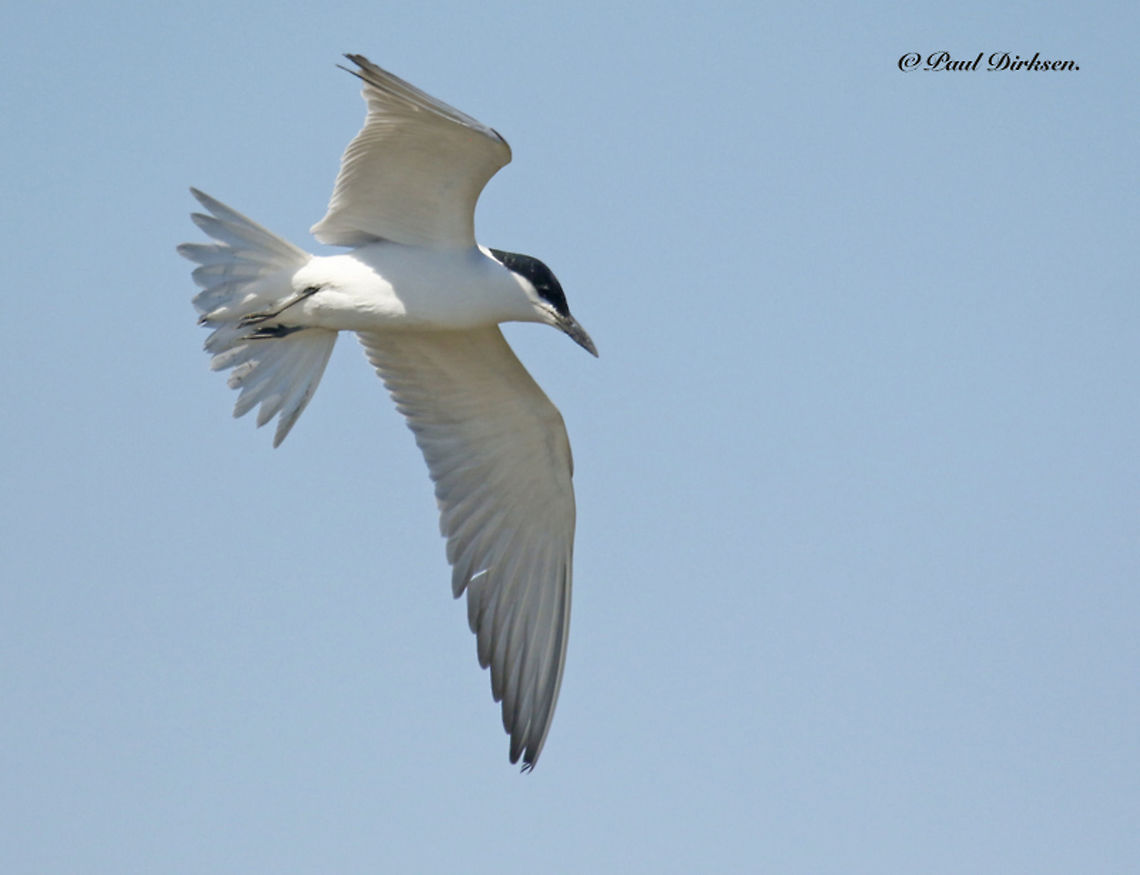 Gull-billed Tern Quite a rare bird for Lesbos Greece, we saw just a few of them in a fourthnight Gelochelidon nilotica,Geotagged,Greece,Gull-billed tern,Spring