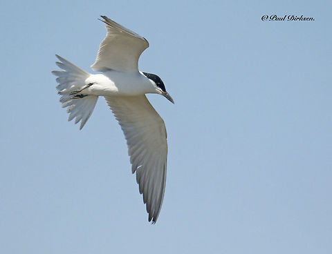 Gull-billed Tern Quite a rare bird for Lesbos Greece, we saw just a few of them in a fourthnight Gelochelidon nilotica,Geotagged,Greece,Gull-billed tern,Spring