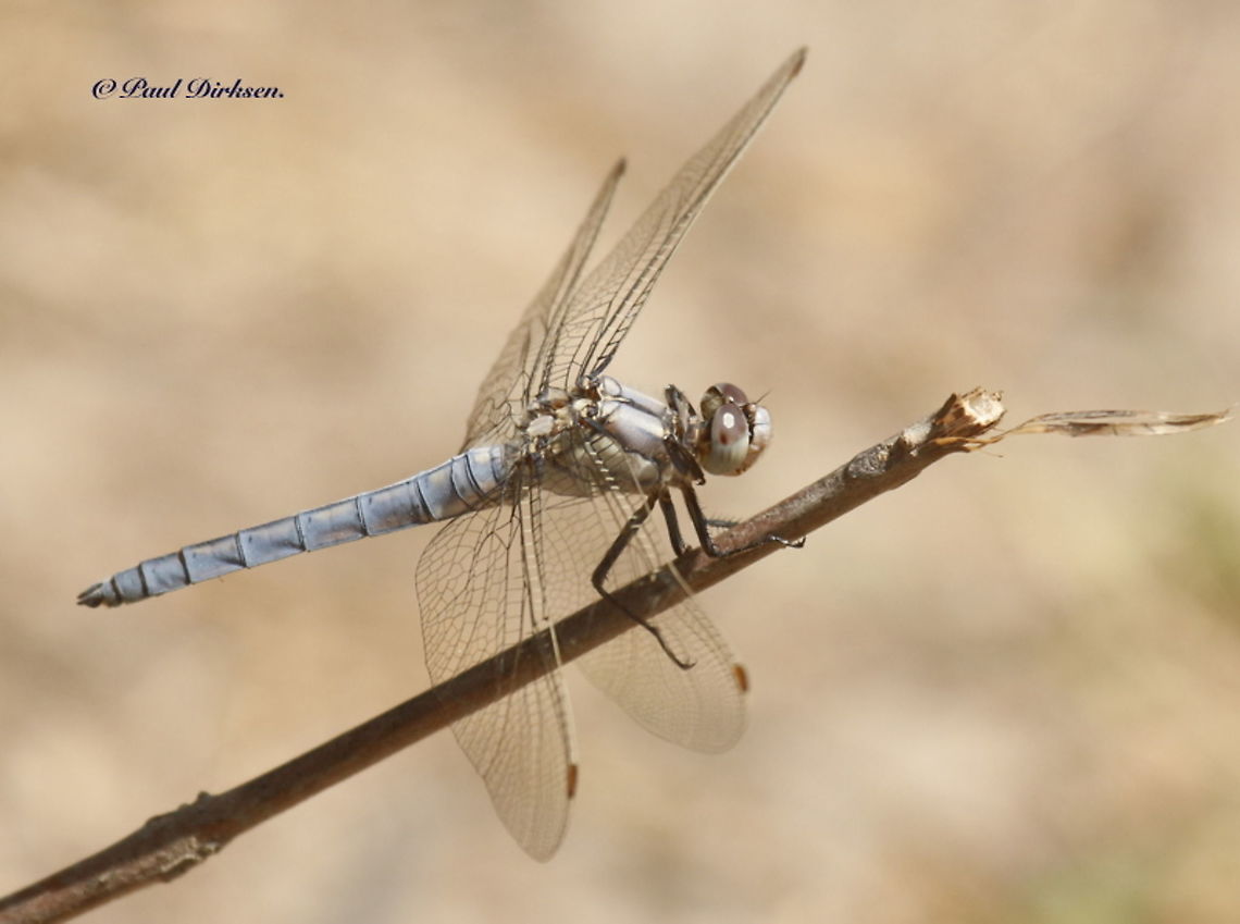 Southern skimmer Found at Moni Limonos Monastery in Lesvos Greece, this is a fresh male. Geotagged,Greece,Orthetrum brunneum,Southern Skimmer,Spring