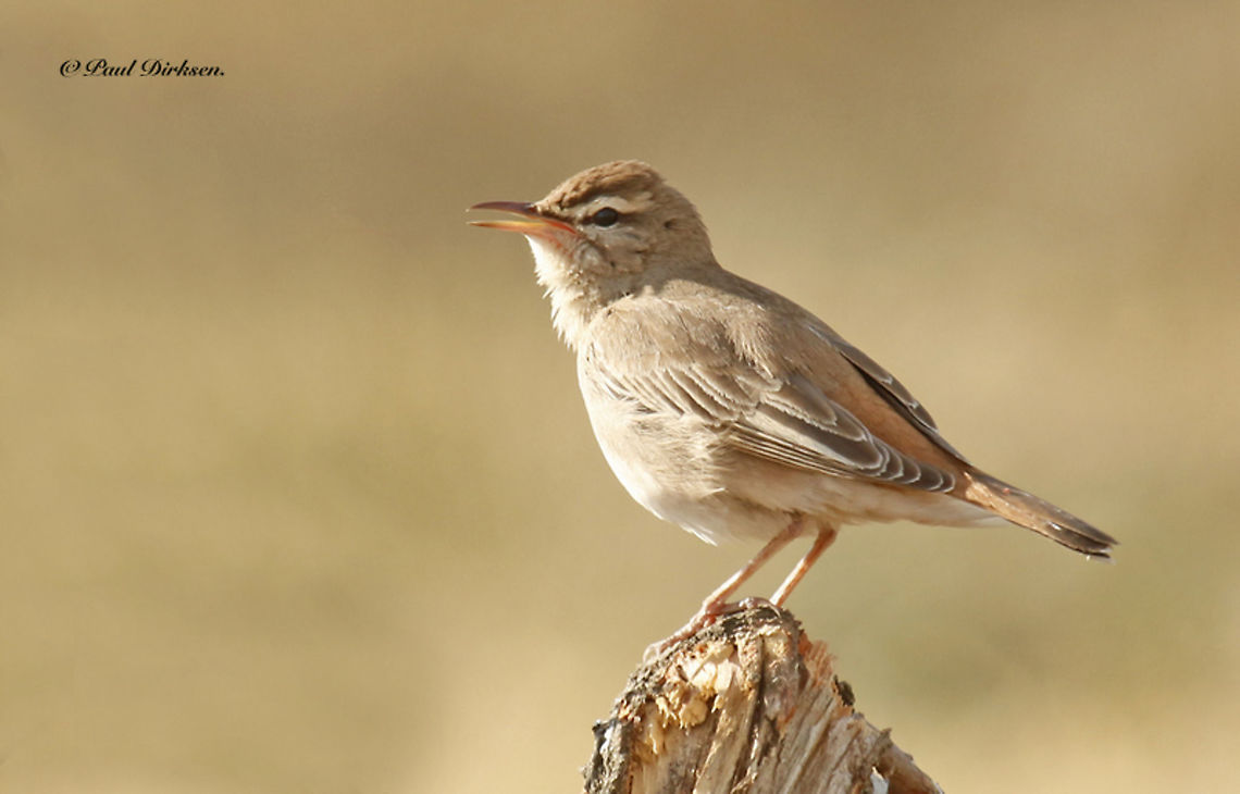 Rufous bush Robin Came across this rare bird near the Kalloni saltpans on the Island of Lesvos Greece Cercotrichas galactotes,Geotagged,Rufous-tailed scrub robin,Spring