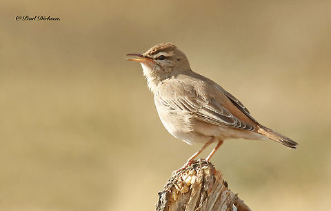 Rufous bush Robin Came across this rare bird near the Kalloni saltpans on the Island of Lesvos Greece Cercotrichas galactotes,Geotagged,Rufous-tailed scrub robin,Spring