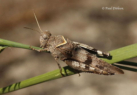 Blue Winged Grasshopper A rare species for the Netherlands, easy to overlook, found on De Meinweg Vlodrop. Geotagged,Germany,Netherlands,Oedipoda caerulescens,Summer