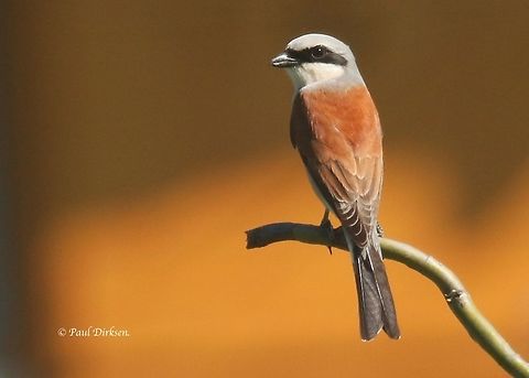 Red- backed Shrike. Took this shot during the golden hour, in Tiszagyenda Hongary. Geotagged,Hungary,Lanius collurio,Red-backed Shrike,Spring
