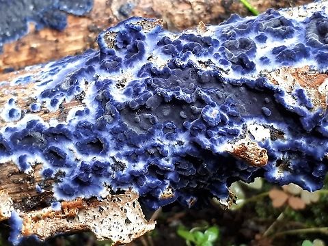 Velvet Blue Crust Found on a branch, no idea what kind of wood. Cobalt Crust Fungus,Terana caerulea