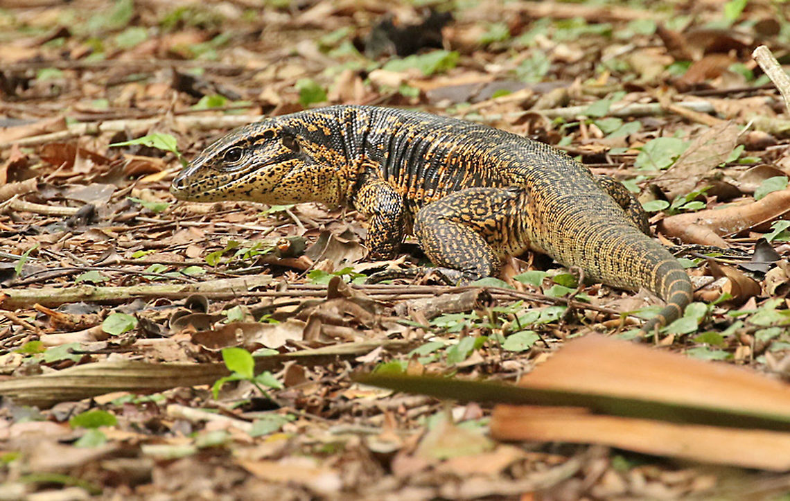 Gold Tegu This was the icing on the cake that day, looking for this lizard the whole day, and just before we went home he came out of nowhere ( well the jungle) and crossed our pad. Plantage Peperpot distr. Commewijne Suriname Geotagged,Gold tegu,Netherlands,Spring,Suriname,Tupinambis teguixin