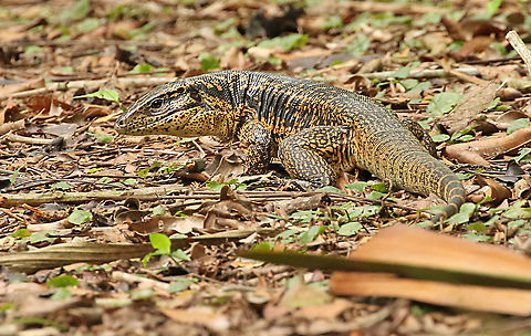 Gold Tegu This was the icing on the cake that day, looking for this lizard the whole day, and just before we went home he came out of nowhere ( well the jungle) and crossed our pad. Plantage Peperpot distr. Commewijne Suriname Geotagged,Gold tegu,Netherlands,Spring,Suriname,Tupinambis teguixin