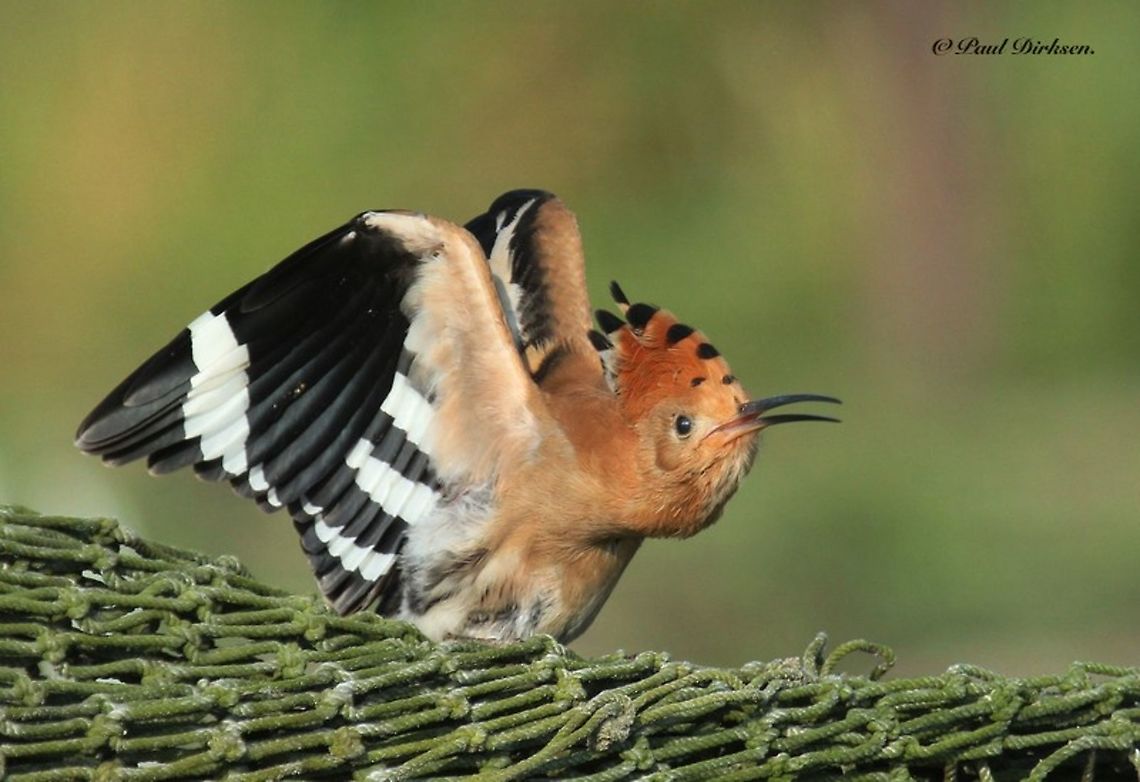 Hoepoe in heat A couple of years back we spotted this hoepoe at the allotment gardens in Katwijk the Netherlands. Fall,Geotagged,Hoopoe,Netherlands,Upupa epops