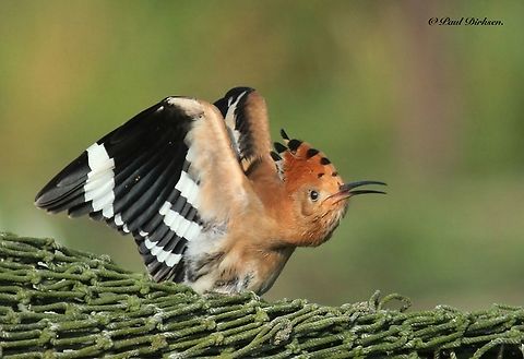 Hoepoe in heat A couple of years back we spotted this hoepoe at the allotment gardens in Katwijk the Netherlands. Fall,Geotagged,Hoopoe,Netherlands,Upupa epops
