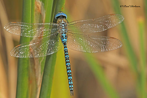 Blue-Eyed Hawker No idea where I found this blue-eyed Beauty, fitst time that I forgot to write it down, sure hope it was Brummen the Netherlands. What I do remember is that it took me half a day to find him. Aeshna affinis,Geotagged,Netherlands,Southern migrant hawker,Summer