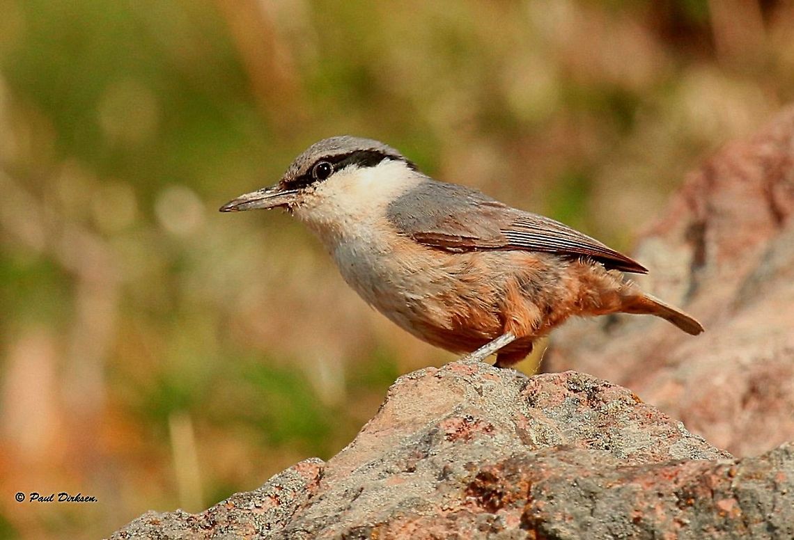 Eastern Rock Nuthatch Spotted this bird close to lake Metochi, on the island of Lesvos Greece. Geotagged,Greece,Sitta neumayer,Spring,Western rock nuthatch