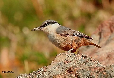 Eastern Rock Nuthatch Spotted this bird close to lake Metochi, on the island of Lesvos Greece. Geotagged,Greece,Sitta neumayer,Spring,Western rock nuthatch