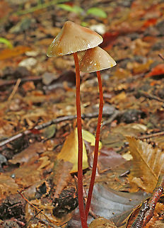 Saffron Drop Bonnet I'm very thorough when I'm looking for something, and how difficult it was, I found only two of these beauties in a forest as big as tomorrow . Fall,Geotagged,Mycena crocata,Netherlands,mycena crocata
