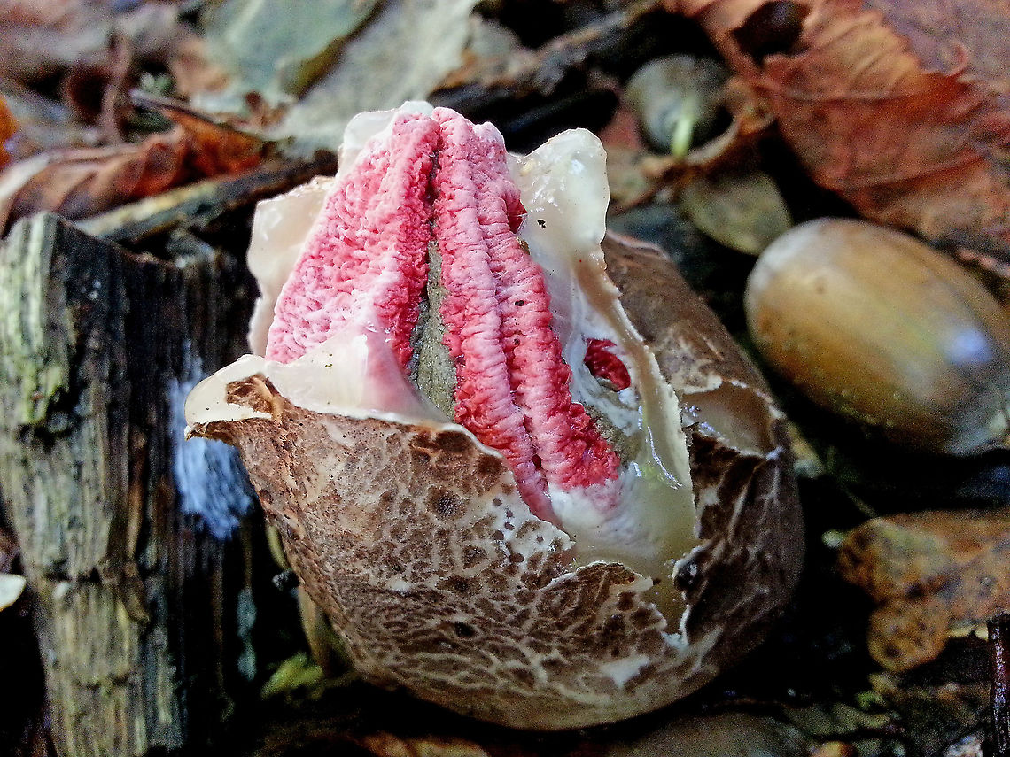 Octopus stinkhorn Just in time to take a  photo from this hatching alien.<br />
this ail happened in the back yard of our King Willem Alexander. in Wassenaar the Netherlands. Clathrus archeri,Octopus Stinkhorn