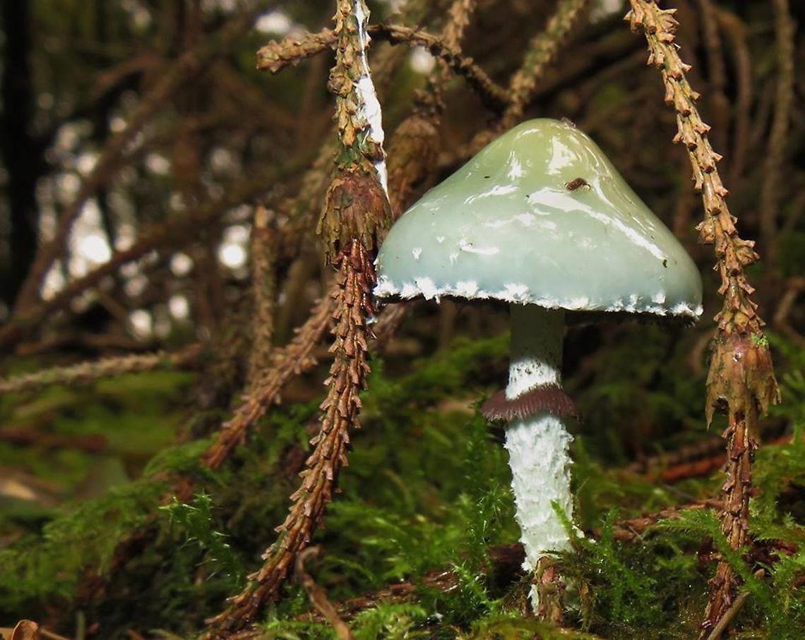 Stropharia aeruginosa. There is also a false specimen in this family, and that one is more common than the one on the photo. Geotagged,Netherlands,Stropharia aeruginosa