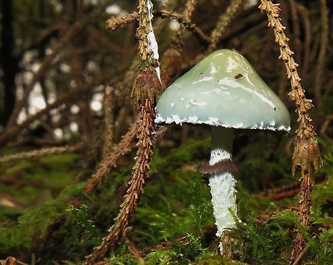Stropharia aeruginosa. There is also a false specimen in this family, and that one is more common than the one on the photo. Geotagged,Netherlands,Stropharia aeruginosa