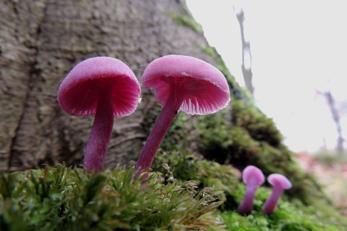 Amethyst Deceiver Found near beech, the color can vary from pink to deep purple . Amethyst Deceiver,Fall,Geotagged,Laccaria amethystina,Netherlands