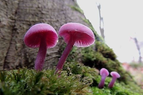 Amethyst Deceiver Found near beech, the color can vary from pink to deep purple . Amethyst Deceiver,Fall,Geotagged,Laccaria amethystina,Netherlands