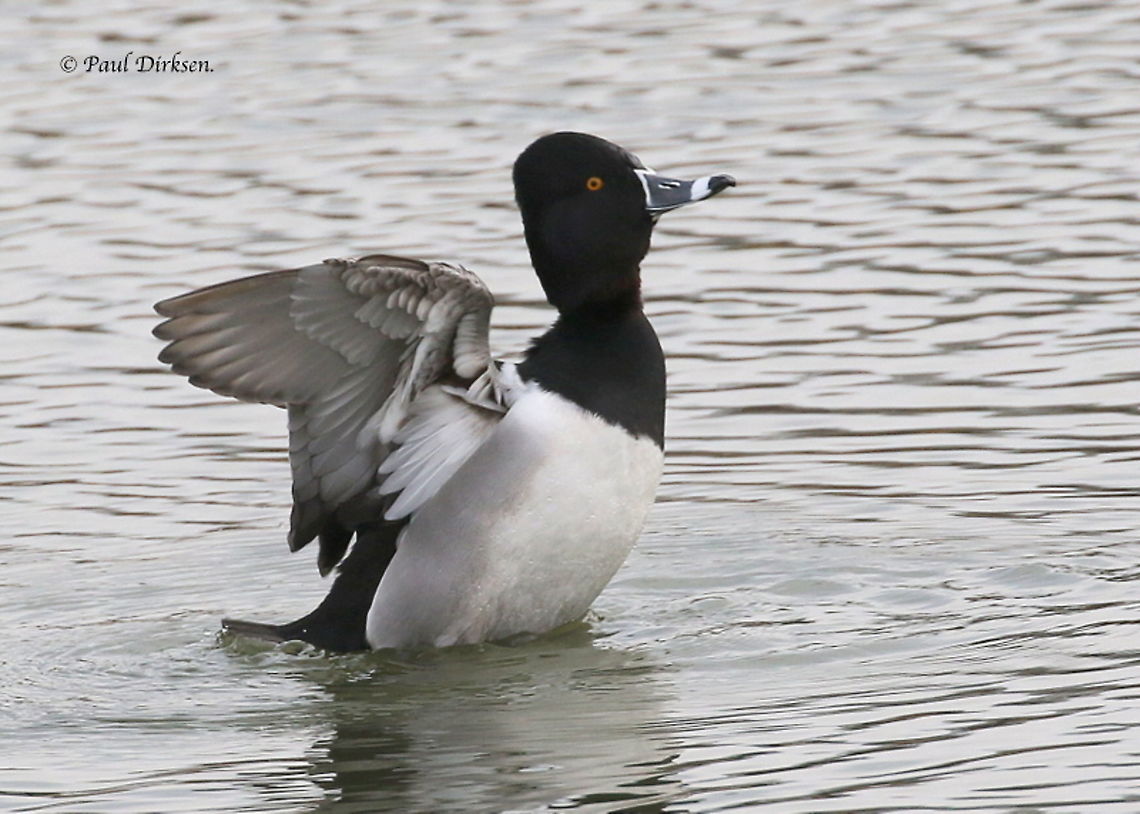 Ring-necked Duck. A very rare bird for the Netherlands, and like me, a lot of birdwatchers came to Appingedam the Netherlands to see and take a photo this of this special duck. Aythya collaris,Geotagged,Netherlands,Ring-necked duck,Winter