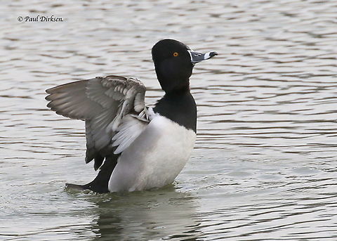 Ring-necked Duck. A very rare bird for the Netherlands, and like me, a lot of birdwatchers came to Appingedam the Netherlands to see and take a photo this of this special duck. Aythya collaris,Geotagged,Netherlands,Ring-necked duck,Winter