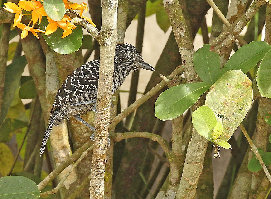 Barred antshrike A rare visitor in our backyard, when we stayed in Suriname. Barred antshrike,Cymbilaimus lineatus,Fasciated antshrike,Geotagged,Spring,Suriname,Thamnophilus doliatus
