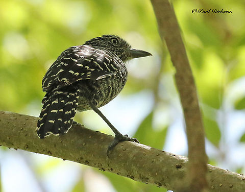 Barred antshrike Came across this bird in Nw-Amsterdam distr. Commewijne Suriname. Barred antshrike,Cymbilaimus lineatus,Fasciated antshrike,Geotagged,Spring,Suriname,Thamnophilus doliatus