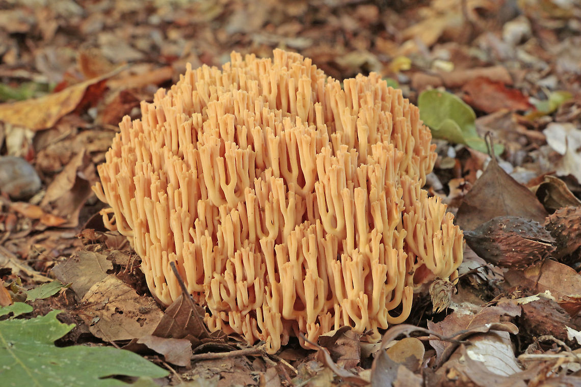 Ramaria subbotrytis This beautiful coral fungi grows near beech, and is quite rare for the Netherlands Geotagged,Netherlands,Ramaria subbotrytis,Summer