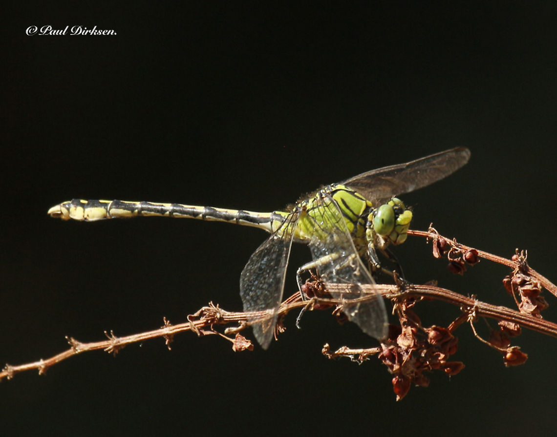 Green snaketail dragonfly It was a long drive to look voor this rare dragonfly, but eventually we found two of them at a little stream close to Paarlo The Netherlands. Geotagged,Netherlands,Ophiogomphus cecilia,Summer