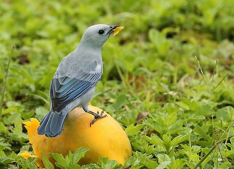 Blue-gray tanager A bird who visits every day our back yard, knowing there are some ripe papaya's Blue-gray Tanager,Geotagged,Spring,Suriname,Thraupis episcopus