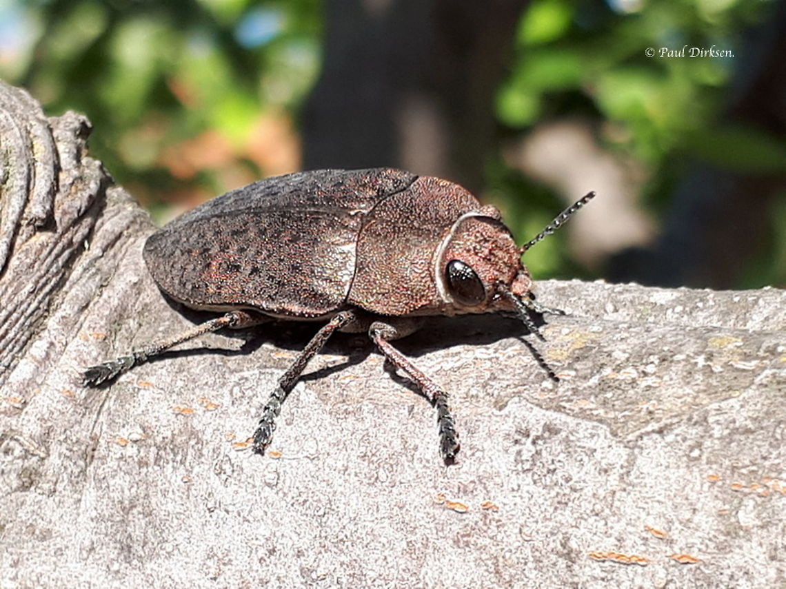 Jewel beetle spec. Perotis lugubris. Found this big beetle, about 30 mm in an unknown tree in Anaxos on the Island of Lesvos Greece Geotagged,Greece,Perotis lugubris,Spring