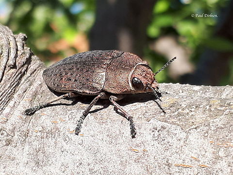 Jewel beetle spec. Perotis lugubris. Found this big beetle, about 30 mm in an unknown tree in Anaxos on the Island of Lesvos Greece Geotagged,Greece,Perotis lugubris,Spring