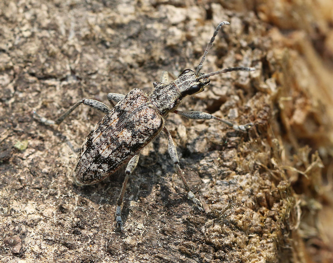 Longhorn beetle It&#039;s a good thing I was wearing my x-ray glasses, other wise I might not have seen this one. Geotagged,Netherlands,Rhagium inquisitor,Ribbed pine borer,Spring