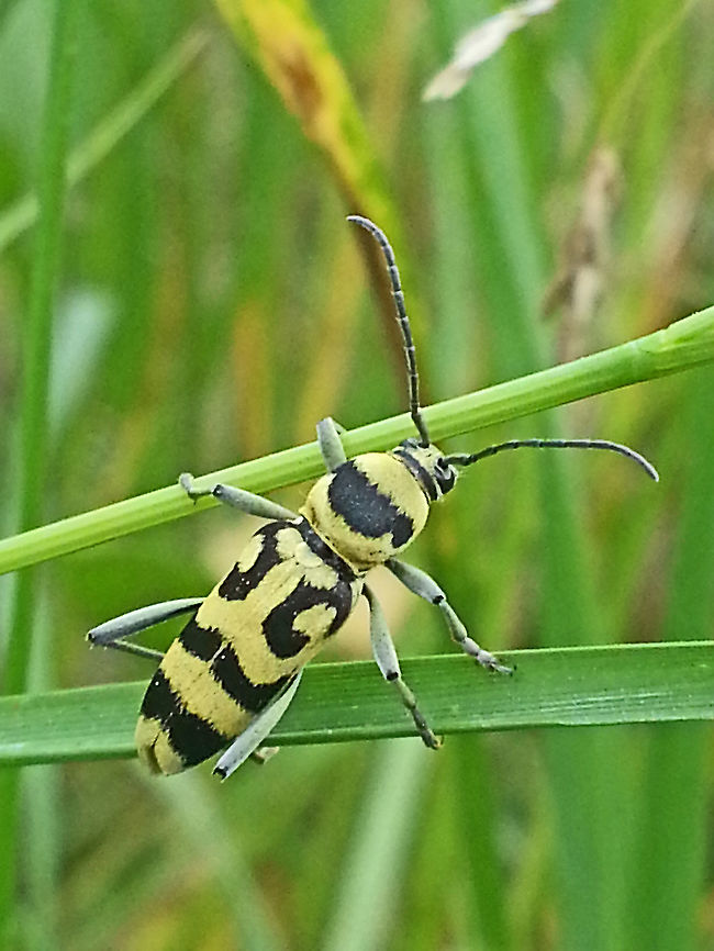 Long horn beetle Found this beetle on some grasses in Tiszagyenda Hongary. he was balancing long enough for me to take this photo. Chlorophorus varius,Geotagged,Grape Wood Borer,Hungary,Spring