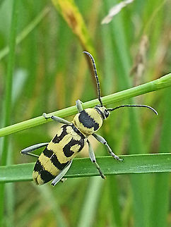 Long horn beetle Found this beetle on some grasses in Tiszagyenda Hongary. he was balancing long enough for me to take this photo. Chlorophorus varius,Geotagged,Grape Wood Borer,Hungary,Spring