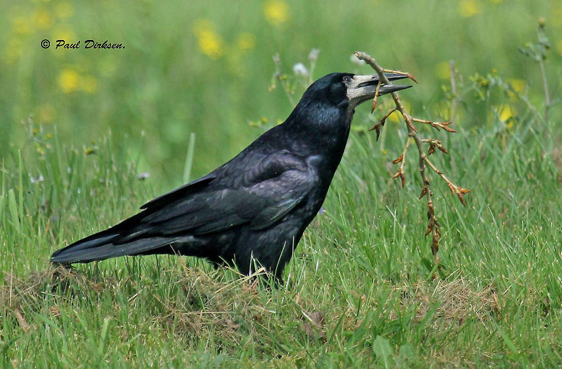 Rook Had to wait on a parking lot anyway, where I took this shot of a rook looking for some twigs for his nest. Corvus frugilegus,Geotagged,Netherlands,Rook,Spring