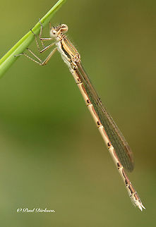 Common winter damsel Second time that I forgot to write down where I took this photo, sorry about that. Common Winter Damselfly,Sympecma fusca