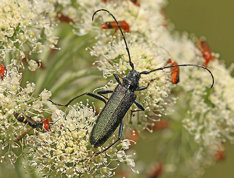 Musk beetle / long horn beetle We found several of these jewels on this particular flower. Aromia moschata,Geotagged,Musk beetle,Netherlands,Summer