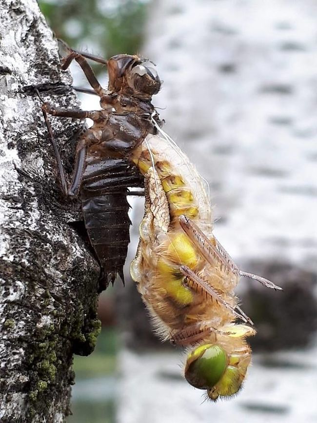 four-spotted libellula Found this newly emerged four-spotted dragonfly last year close to a pond in Leersum the Netherlands Four-spotted chaser,Geotagged,Libellula quadrimaculata,Netherlands,Spring